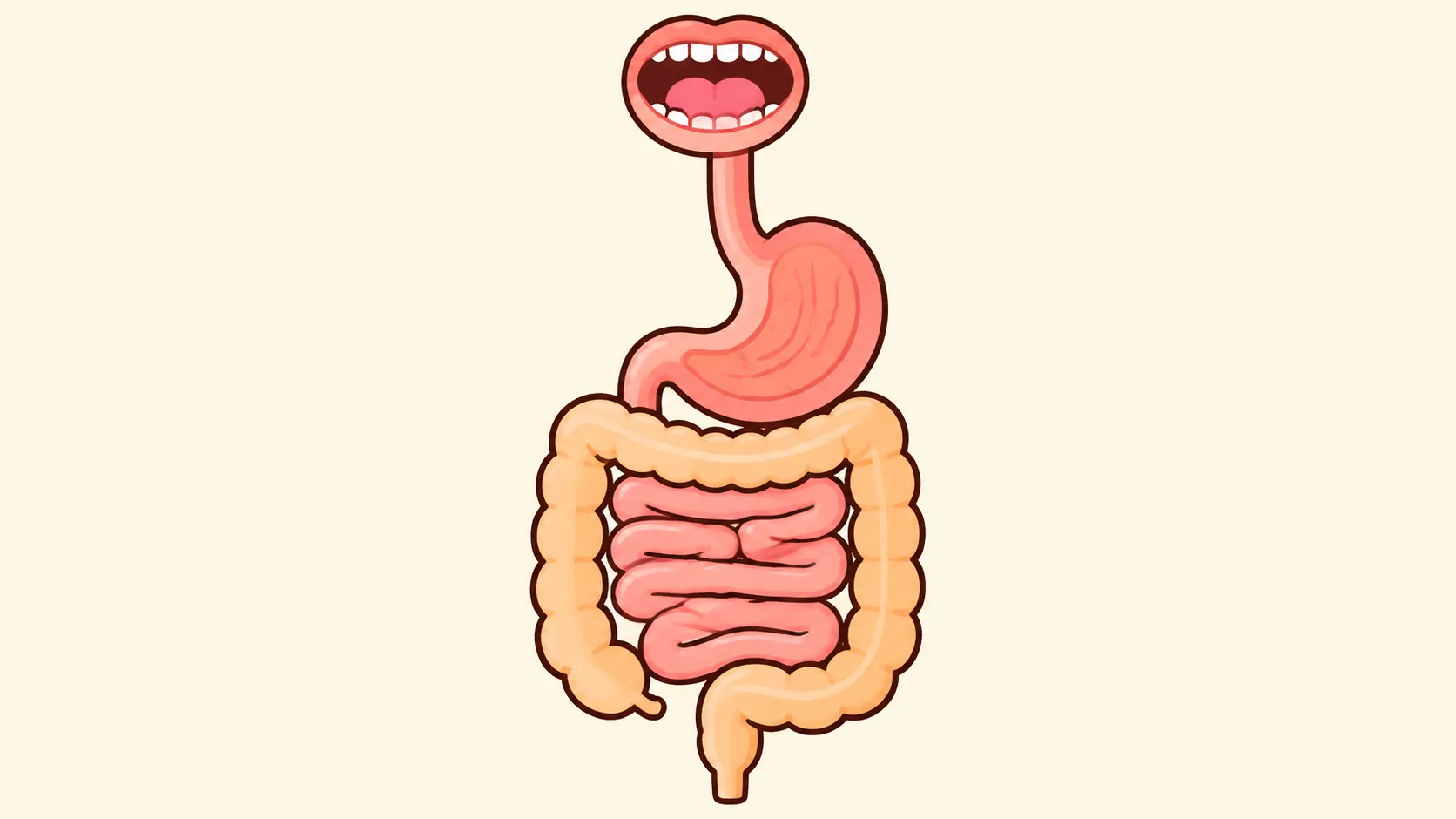 Digestion