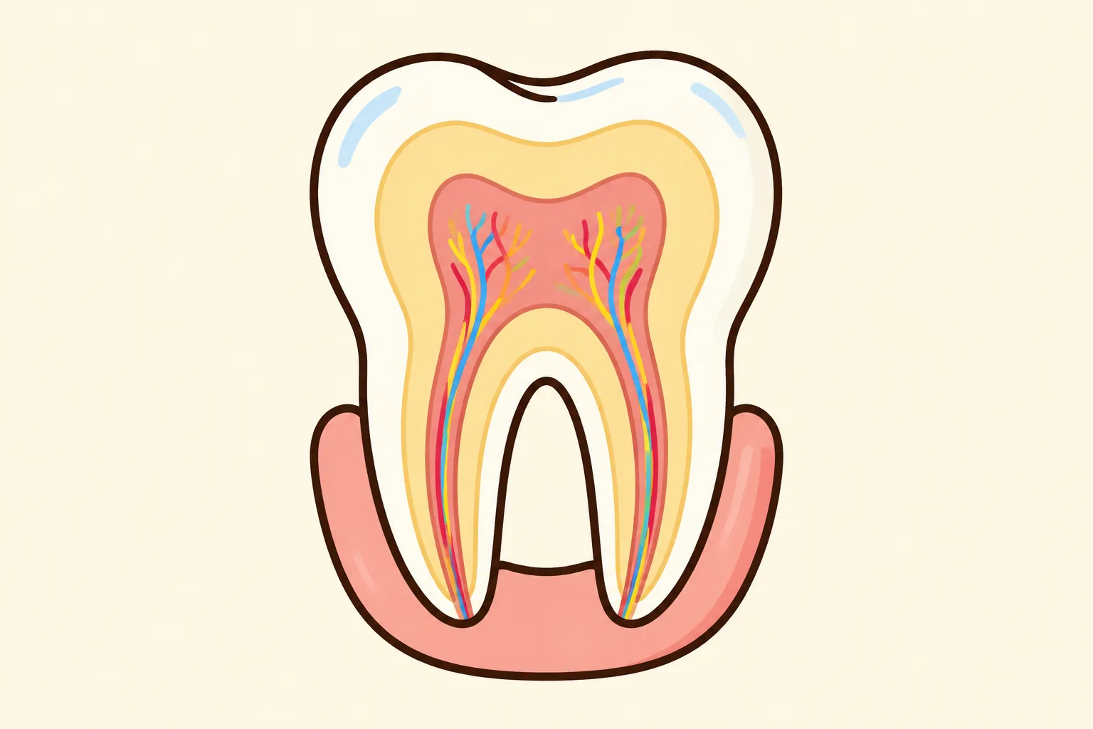 Teeth